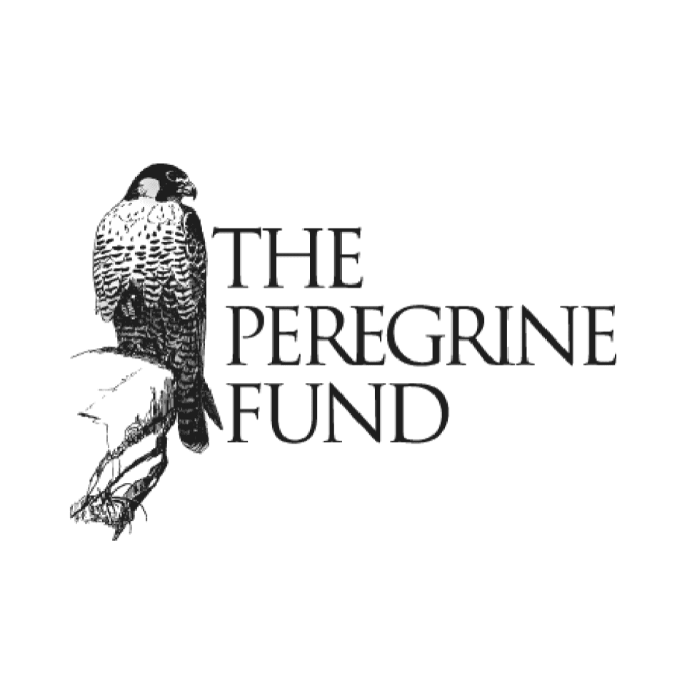 Cosmopole Consultancy Clients - The Peregrine Fund Logo